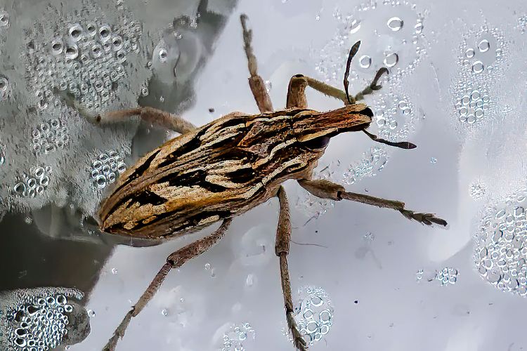 Chagas-disease-090625-2-0bbec8ab1a7c4217916eea847fcc90e0