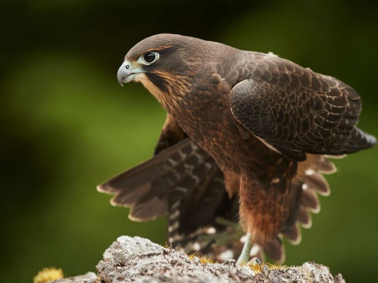 New Zealand Falcon
